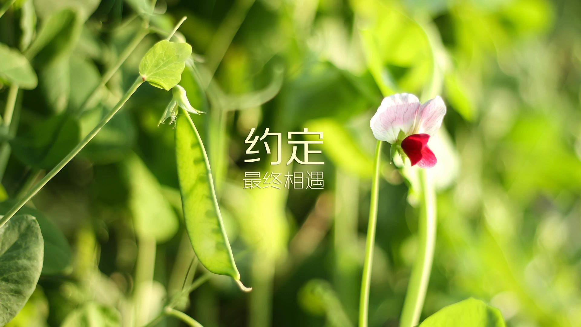九游官网下载电脑版-_天幕飞行表演：天空中的运动盛会_，天幕流动是干什么的
