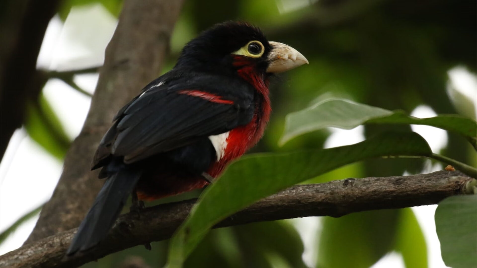 意甲青训心理评估模型对球员长期发展路径的预测,意甲青年队