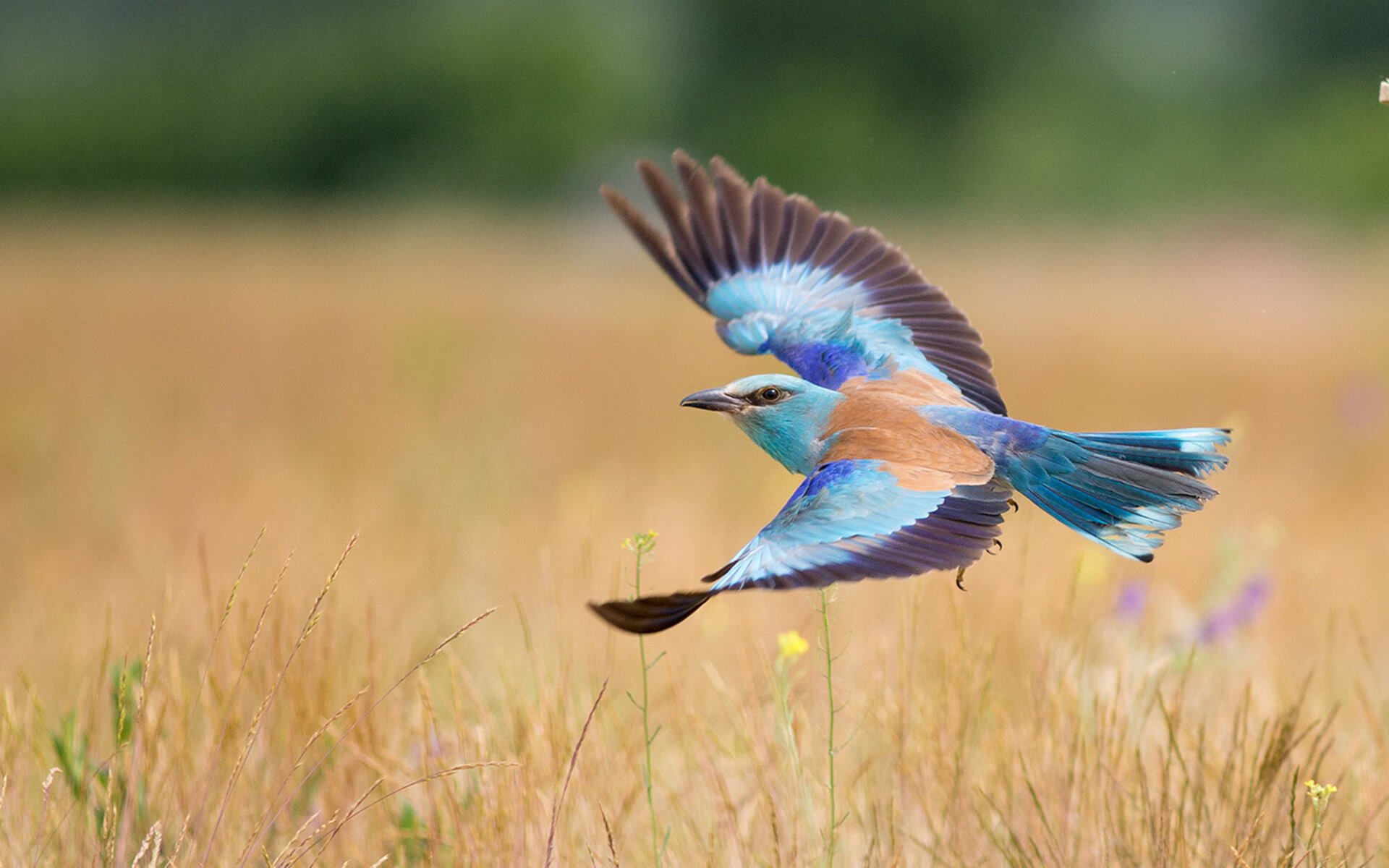 英超球队赛季中期体能负荷动态调整策略，英超球员身体素质