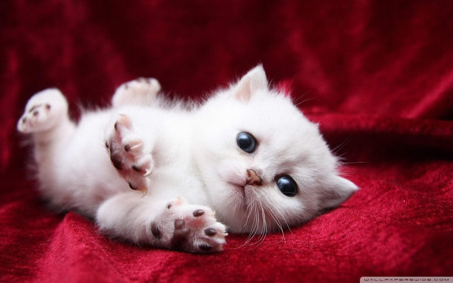 国际乒联混合团体世界杯:中国香港队的表现如何影响未来发展,香港乒乓球团体