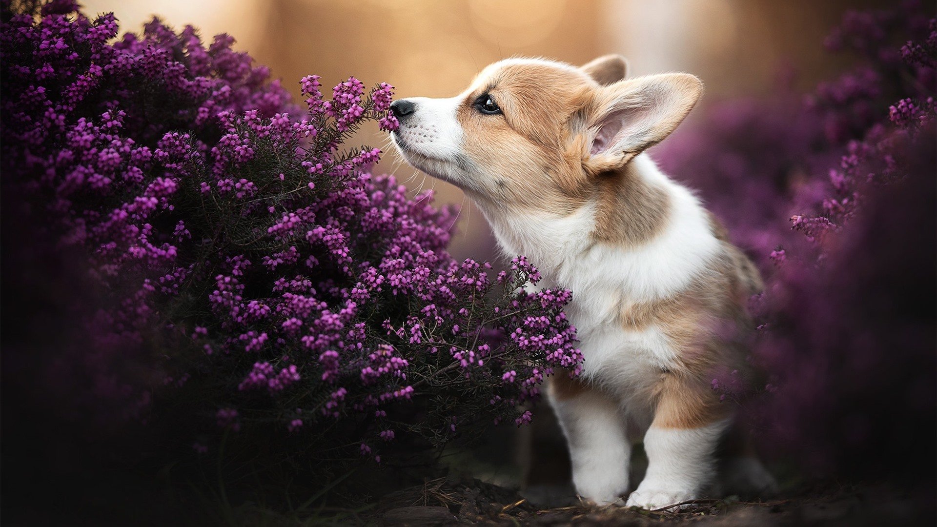 技术动作稳定性与比赛发挥关联,动作稳定性的重要性