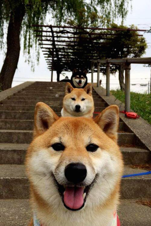 职业球员视频学习机制尚未规范,职业球员训练视频