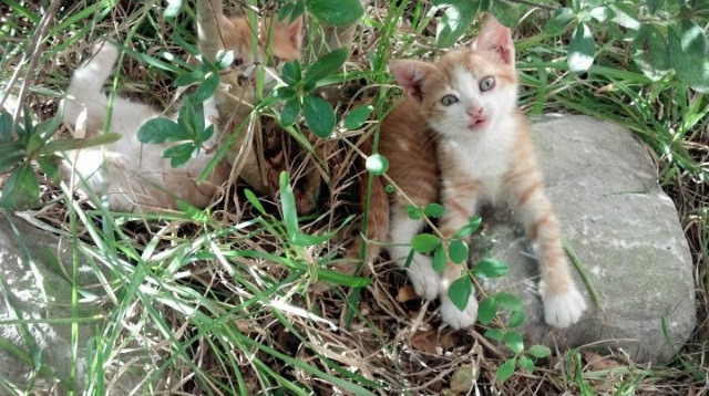 九游网页版官网-辽宁飞豹后场球员掌控节奏组织串联流畅，辽宁飞豹主场在哪