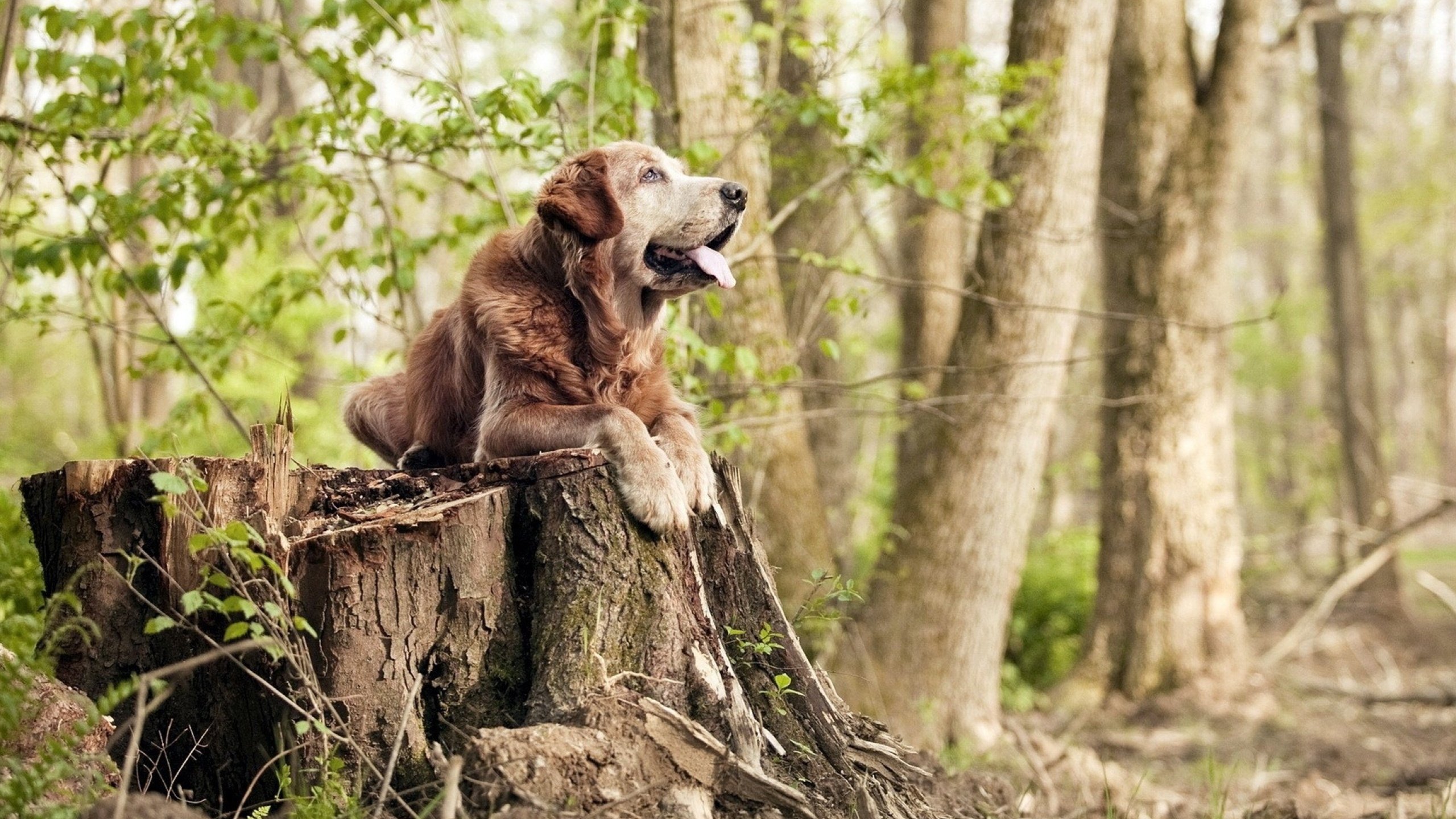 门兴格拉德巴赫高位逼抢打断节奏衔接，门兴格拉德巴赫在哪个城市