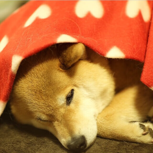 马拉维男篮在非洲锦标赛中夺冠，创历史新高