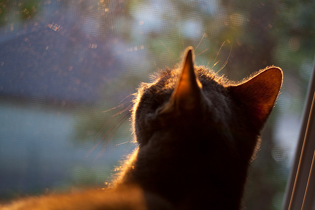 高台入水角度优化明显,水花最小,高台入水水深要求多少